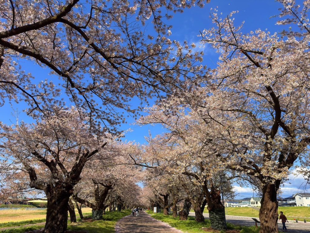 岩手|北上展勝地:綿延數公里的櫻花隧道