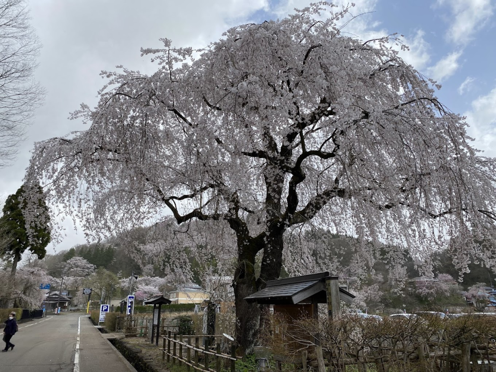 秋田|角館武家屋敷:櫻花與武士街道的風景