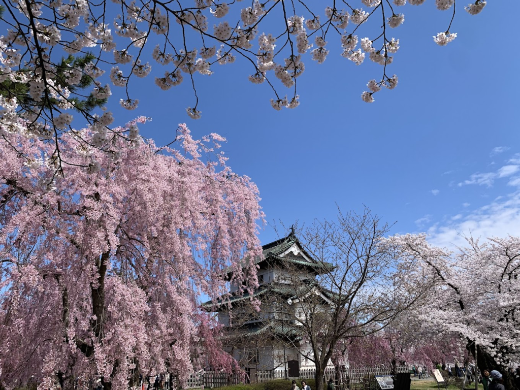 青森|弘前公園:很多人心中的日本第一櫻花城