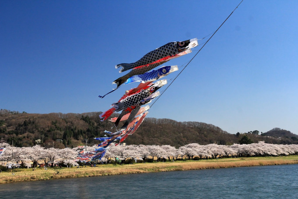 在櫻花季期間，北上川上空會掛起大量鯉魚旗