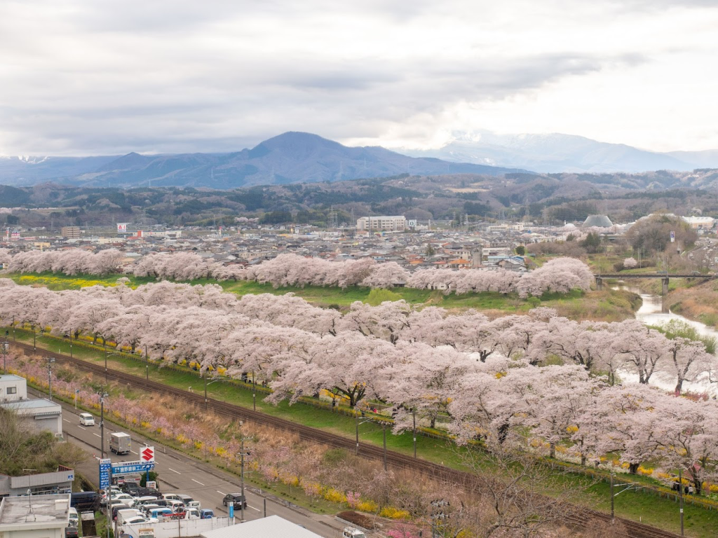 白石川河岸櫻花步道春季盛開畫面