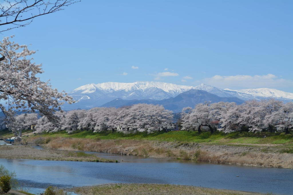 白石川堤一目千本櫻與藏王連峰同框景色
