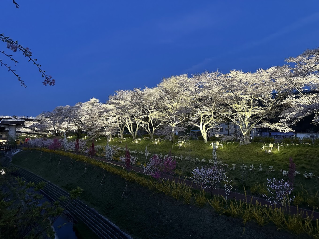 夜櫻