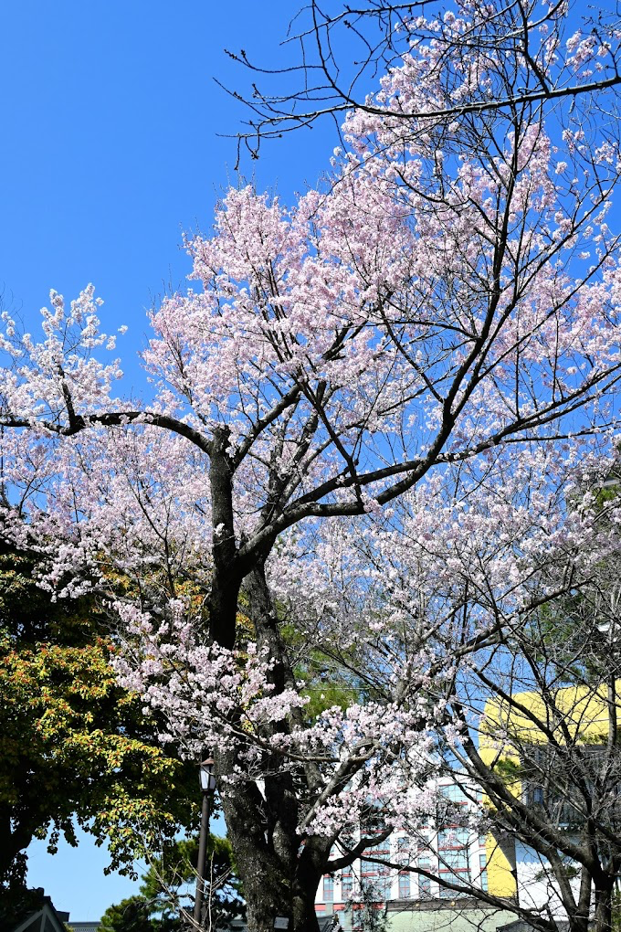 小倉城櫻花什麼時候去最好?2026 花期怎麼看
