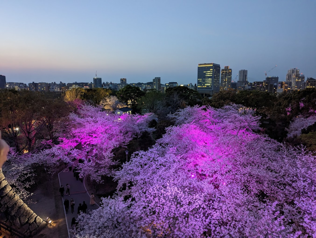 夜櫻點燈