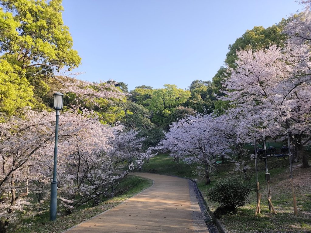 福岡西公園櫻花何時開?先看今年花況與最佳觀賞時段